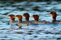 Common Merganser (Mergus merganser)