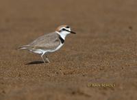 Kentish plover C20D 02374.jpg