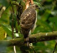 Crested Goshawk (Juvenile)