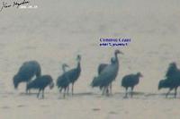 Grus grus , 검은목두루미 - Common Crane