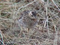 Upland Sandpiper (Bartramia longicauda)