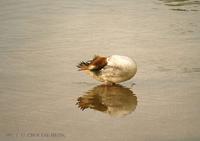 비오리 Common Merganser Mergus merganser