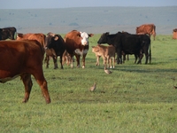 Lesser prairie-chickens sharing their breeding grounds with cows,