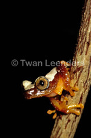 : Afrixalus paradorsalis