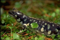 : Ambystoma californiense; California Tiger Salamander