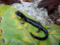 : Aneides flavipunctatus; Black Salamander