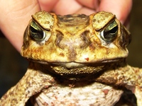 : Bufo ictericus; Yellow Cururu Toad