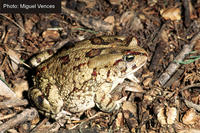: Bufo poweri; Power's Toad