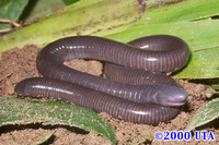 : Dermophis mexicanus