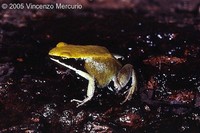 : Mantella viridis