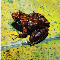 : Phrynobatrachus irangi