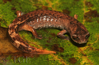 : Pseudoeurycea sp.