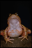 : Rana aurora aurora; Red-legged Frog