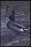 : Anas platyrhynchos; Mallard