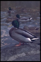 : Anas platyrhynchos; Mallard