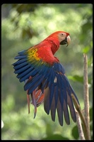 : Ara macao; Scarlet Macaw