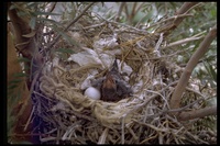 : Geococcyx californianus; Greater Roadrunner