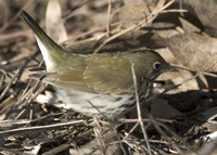 : Seiurus aurocapillus; Ovenbird