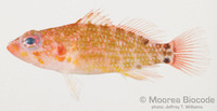 : Plectranthias longimanus
