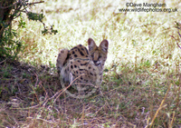 : Felis serval; Serval