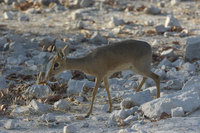 : Madoqua kirkii damarensis; Damara Dik-dik