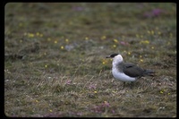 : Stercorarius parasiticus; Parasitic Jaeger