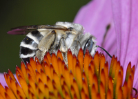 : Anthophora urbana