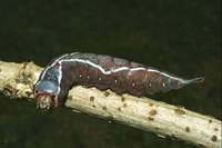 : Cerura vinula