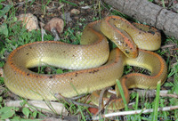 : Lamprophis aurora; Aurora House Snake