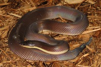 : Loxocemus bicolor; New World Sunbeam Snake