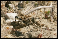 : Oedipoda caerulescens