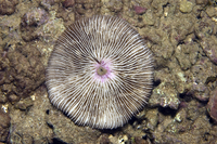 : Fungia concinna