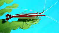 : Lysmata amboinensis; Scarlet Cleaner Shrimp