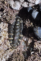 : Nuttallina californica; Nuttall's Chiton