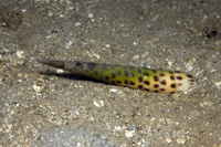 : Terebra subulata