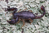 : Uroctonus mordax; California Forest Scorpion