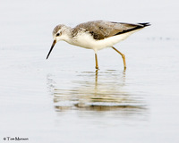 Marsh Sandpiper