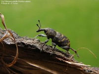 Stor Nåletræsnudebille (Hylobius abietis)  Foto/billede af