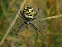 Hvepseedderkop (Argiope bruennichi)