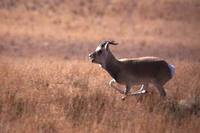 푸스고와 Przewalski's Gazelle (Procapra przewalskii)