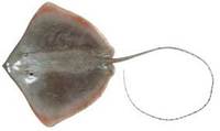 Blackspotted Whipray - Himantura toshi