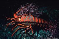 Panulirus interruptus - California spiny lobster