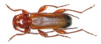 Phymatodes testaceus var. praeustus