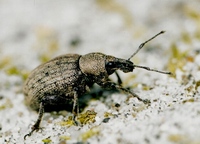 Otiorhynchus ligustici