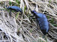 Meloe proscarabaeus - Black Oil Beetle