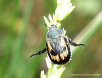 Anisoplia agricola