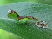 Furcula bicuspis - Alder Kitten