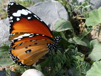 Danaus chrysippus - Plain Tiger