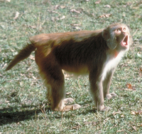 Rhesus macaque (Macaca mulatta)