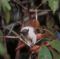 Pied tamarin (Saguinus bicolor)